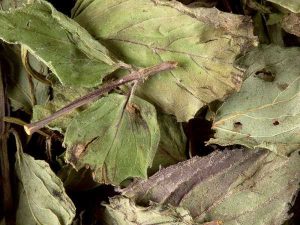 Tisana Menthe Poivrée 100 gr