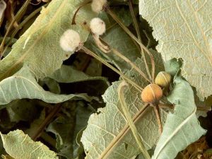 Tisana Tilleul 100 gr