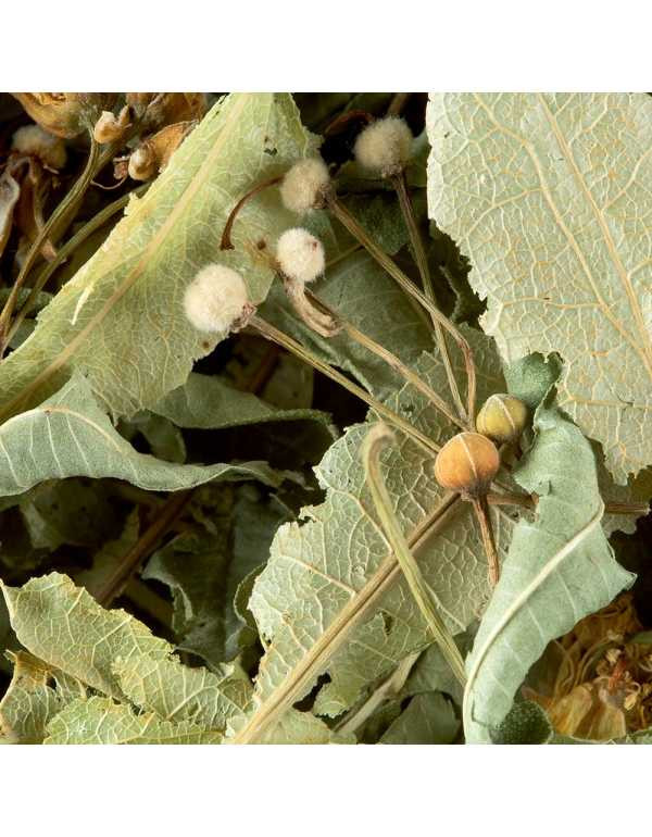 495.jpg Tisana Tilleul 100 gr