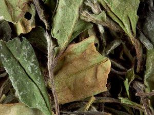 Tè Bianco Pai Mu Tan 100 gr