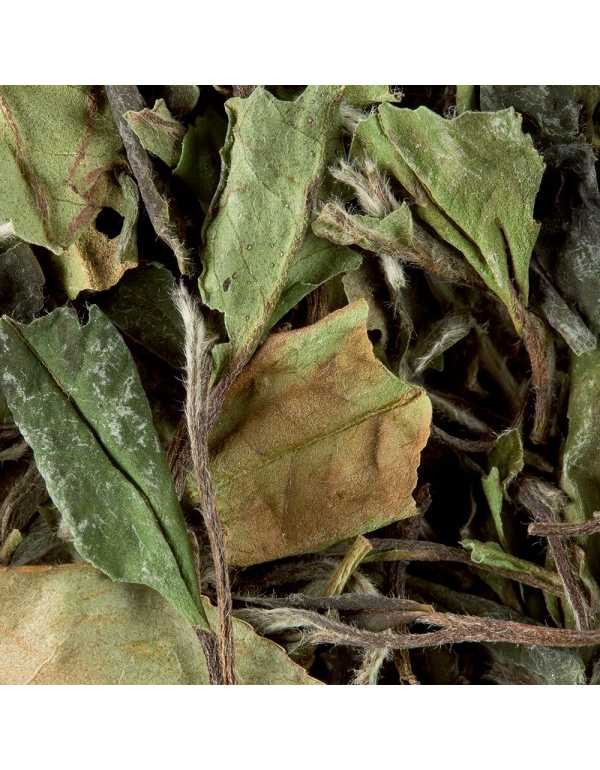 499.jpg Tè Bianco Pai Mu Tan 100 gr